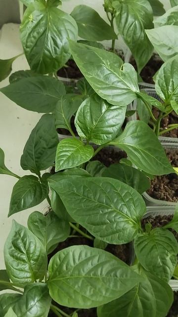 Перец сладкий Палермо