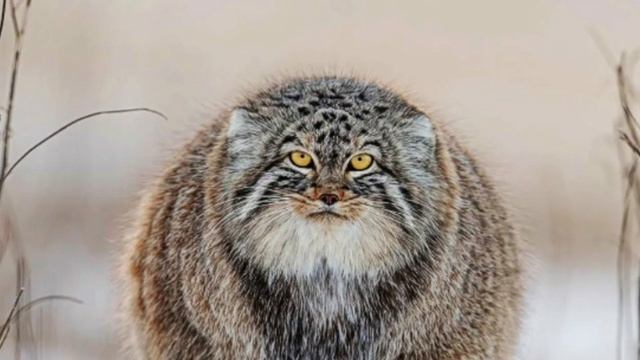 знаки зодиака 2 часть