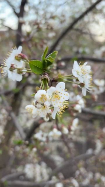 ДНР. Харцызск. 18.04.2026. Цветы у дома. Карликовая вишня. Эпизод 2