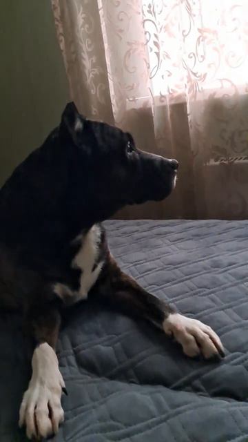 Вечный отпуск у собак