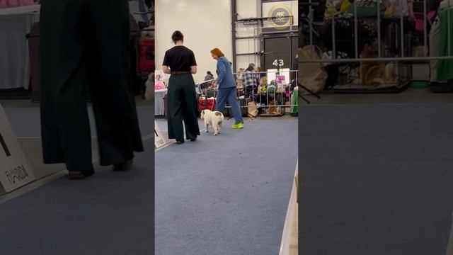 18.04.2026 г.Рейтинговая выставка 