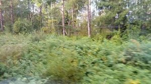 #поездка на электричке как красиво лес природа.в брянск