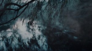 Слёзы старых ив.