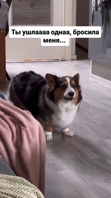 эти забавные животные