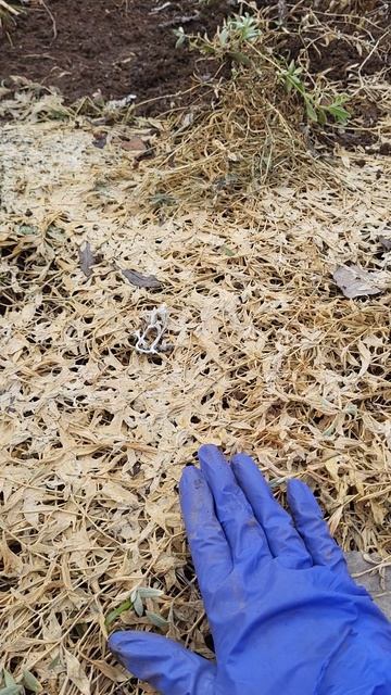 НЕ ДЕЛАЙТЕ ЭТО С ПОЧВОПОКРОВНИКАМИ ВЕСНОЙ!