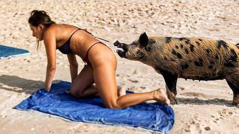 ЖИВОТНЫЕ НА ФЕРМЕ, КОТОРЫЕ ЗАСТАВЯТ ВАС СМЕЯТЬСЯ