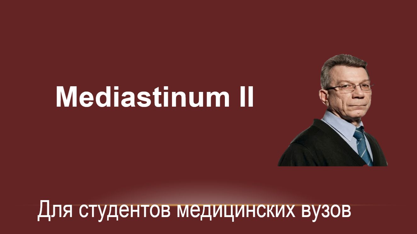 Mediastinum. Часть  II