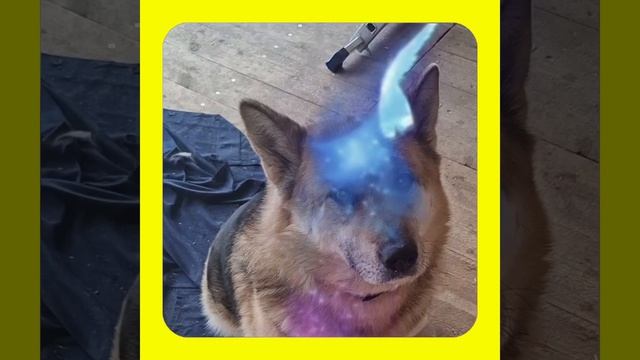 1000056348.mp4 Собака наблюдает за устройством лестницы на 2-ой этаж в доме А-фрейм