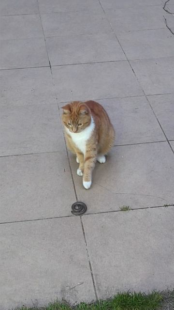 Машка принесла змею