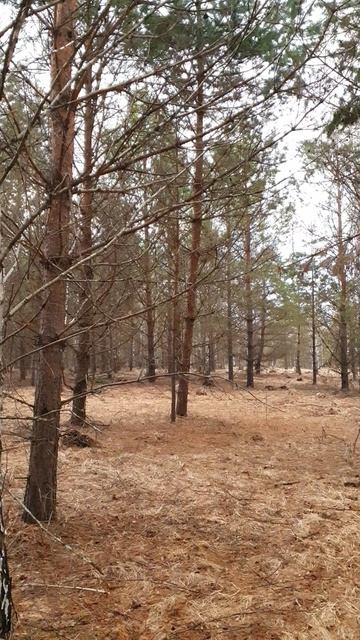 Пение птиц в лесу весной