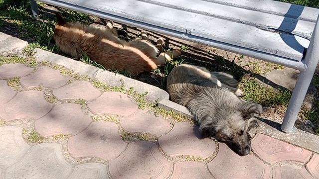 Компания в Ейске из двух особей... Напишите в комментариях, там где вы живёте, встречаются такие?