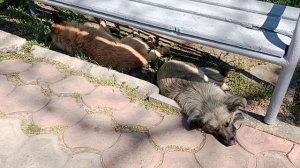 Компания в Ейске из двух особей... Напишите в комментариях, там где вы живёте, встречаются такие?