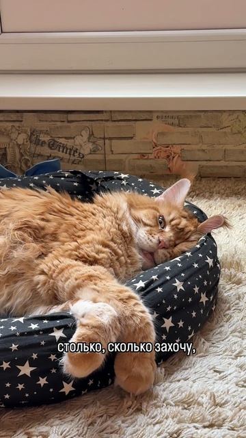 Секреты красоты от Фабиуса 😻 #секретыкрасоты #мейнкун #кот #котэ