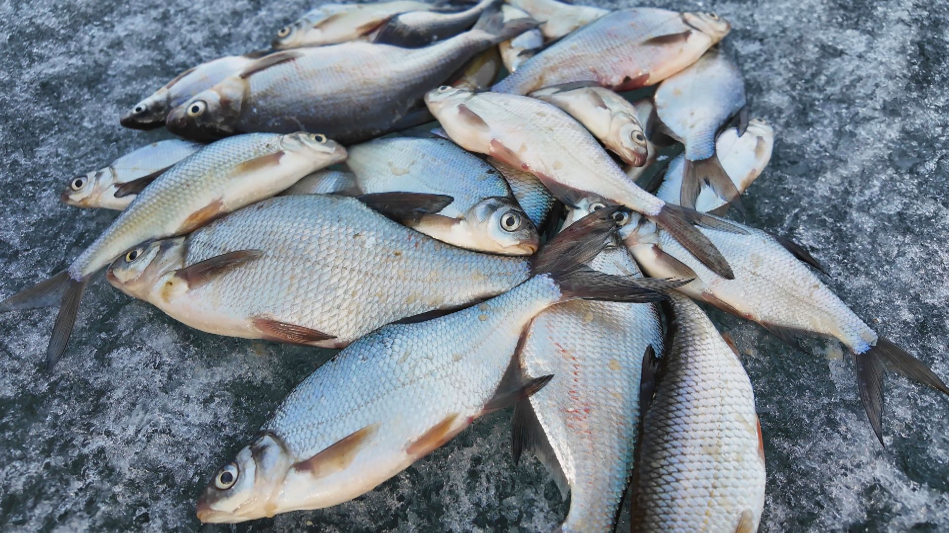 ВЕСЕННИЕ УЛОВЫ НЕ МОГУТ НЕ РАДОВАТЬ! РЫБАЛКА НА ПОДЛЕЩИКА! МОРМЫШКА И КОРОМЫСЛО!