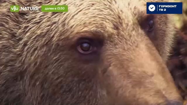 Горизонт тв 2