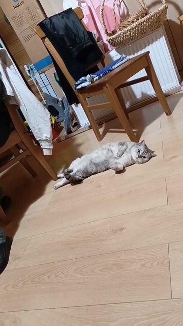 Милая кошка не хочет идти гулять.