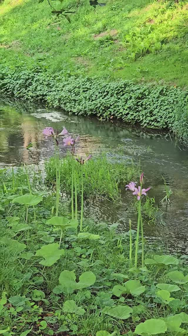 Природа в Яманаси, Япония