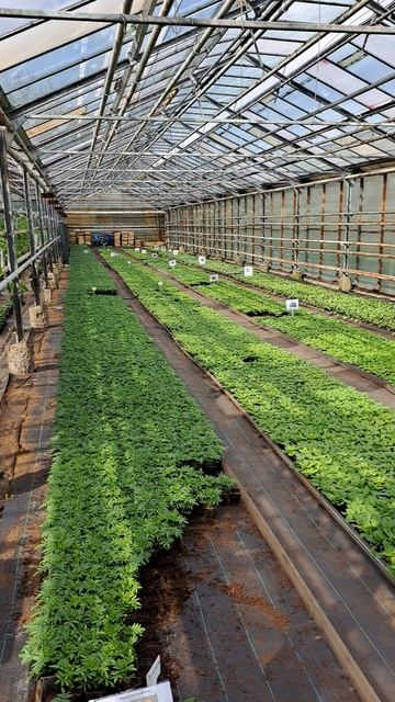 Наш сад. Начинаем выбирать рассаду...