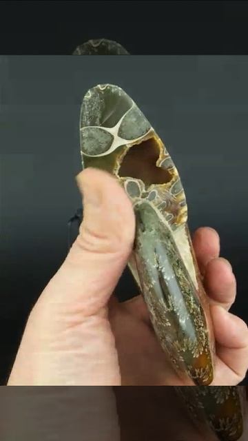 Аммонит клеоницерас 1283