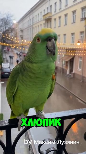 Попугай ругается #sora #ии #попугай #funny #юмор #смех #угар #cute #birds #parrot #топ #прикол
