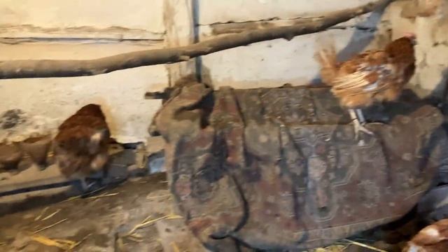 Годовалые куры ломан Браун с птицефабрики