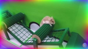 Приключение отважного хомячка, побег из лабиринта! часть 3