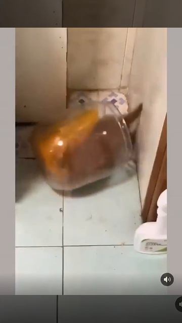 MOV_20260418_101450_228