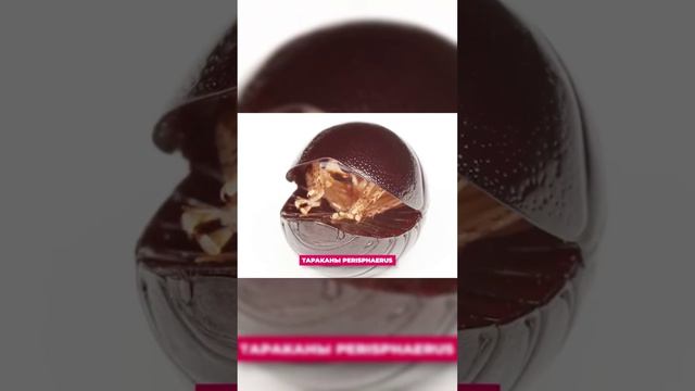 Тараканы , какие они бывают и почему они такие неубиваемые