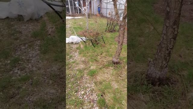 Прогулка по саду