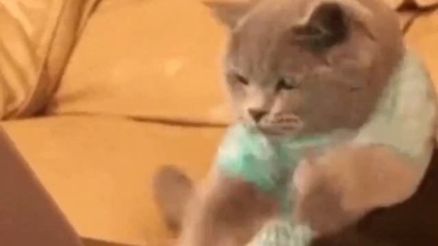 котик работает на компьютере