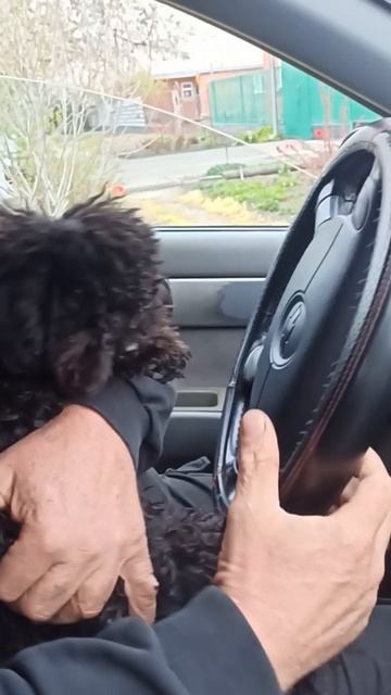 Собачка Айза за рулём. 🤣😄Собака водит машину. 🤣