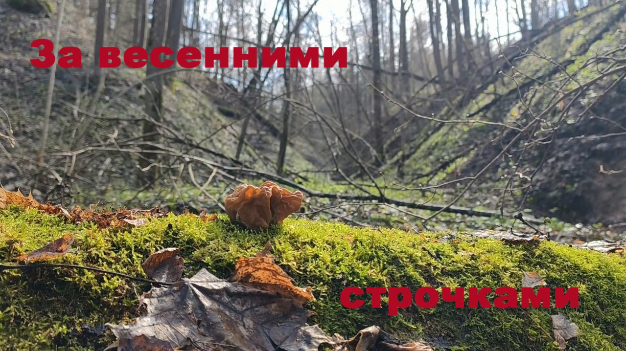 За весенними грибами. Строчки и весенний лес.