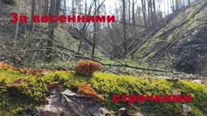 За весенними грибами. Строчки и весенний лес.