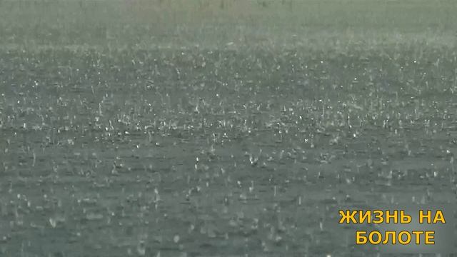 Природа. Жизнь на болотах
