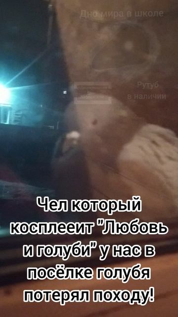 Голубь-потеряшка