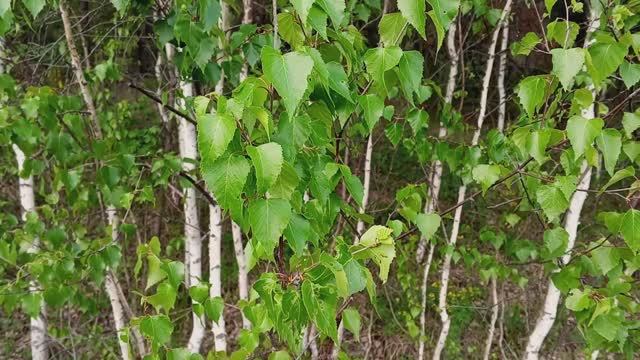 Звуки весеннего леса