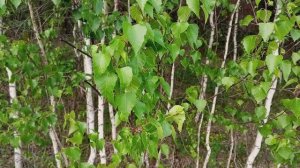 Звуки весеннего леса