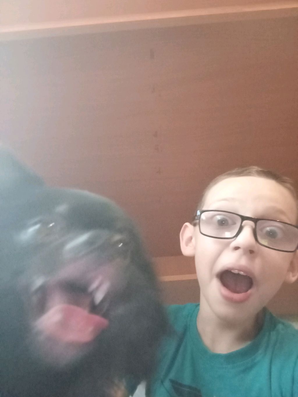 собака и жизнь