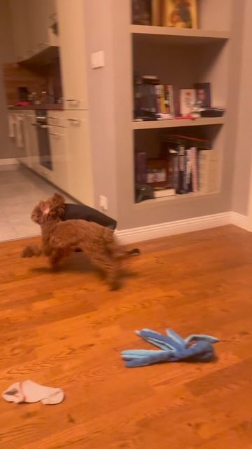 Зарядила Томми