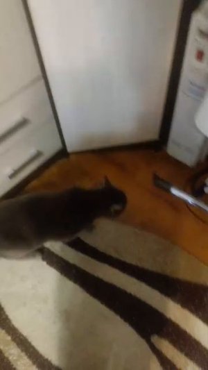 голд