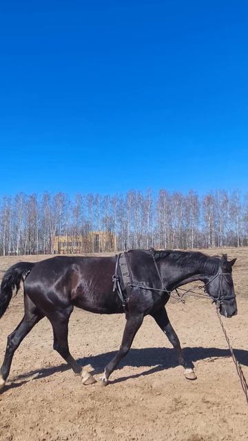 Оксана Новикова и Дольче Вита, работа на корде на плацу.