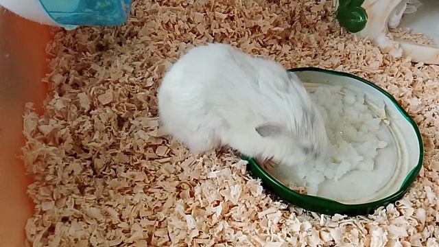 Метруся. Пробуем рис. 18.04.2026