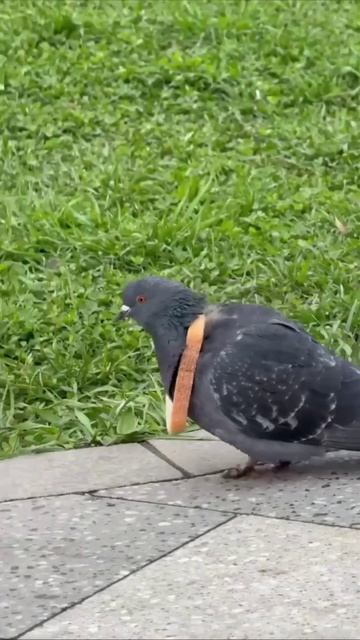 Самый богатый голубь