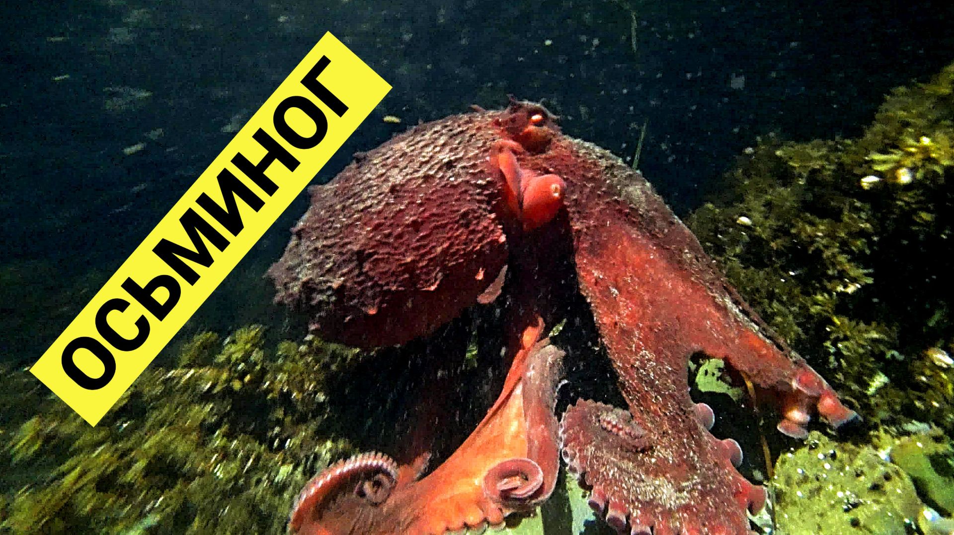 Морская тихая охота! Много осьминогов и голый круглопёр!