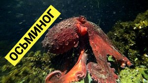 Морская тихая охота! Много осьминогов и голый круглопёр!
