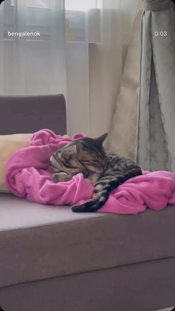 #кот #бенгал#бенгальскийкот