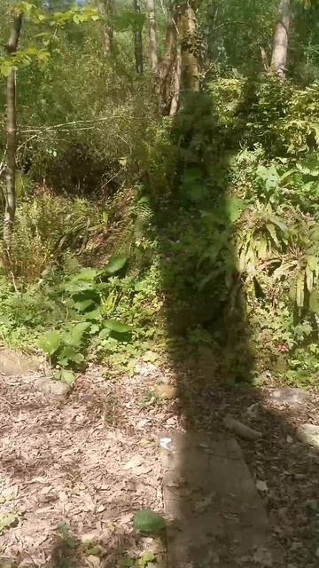 Сериал Лес 4 сезон 1 серия
Заезжаем обосновываемся...