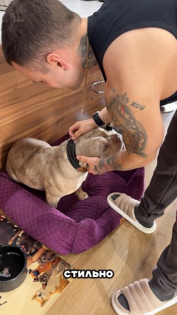 Вы не должны экономить на ошейнике! И вот почему!