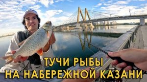Вот она, рыба мечты! На что клюют язи в центре Казани?