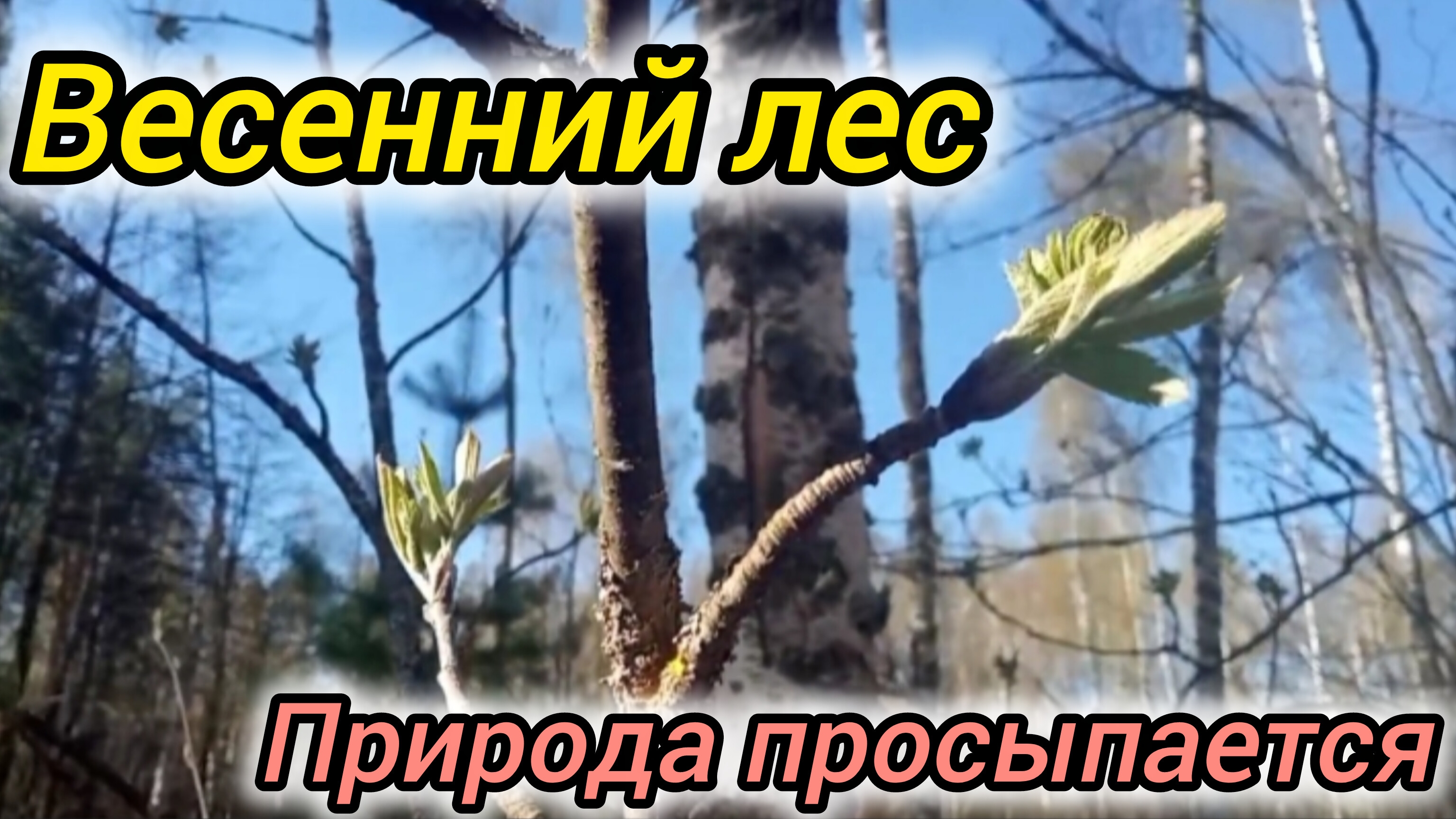 Весенний лес. Звуки весны.